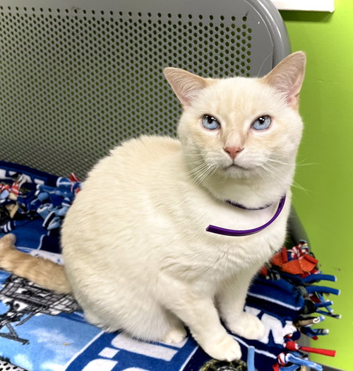Humphrey, an adoptable Domestic Short Hair in Estherville, IA
