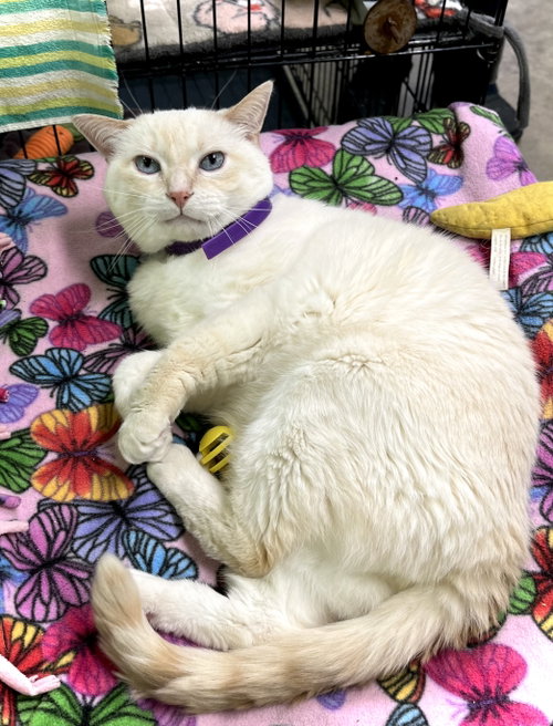 Humphrey, Adult Domestic Short Hair / Siamese / Mixed (short coat), cat for adoption in Estherville, Iowa