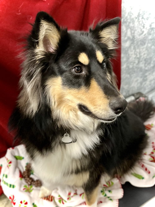 RAINEY - Collie available for adoption