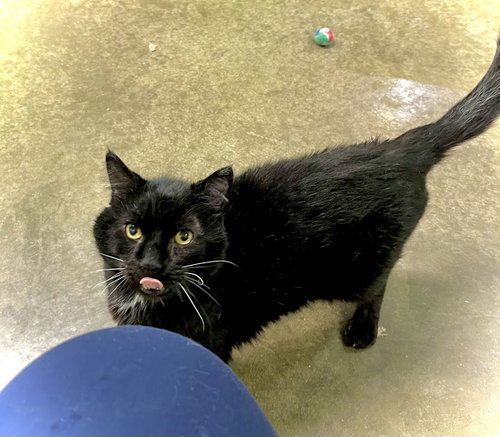 Wants Pets Please, an adoptable Domestic Short Hair in Estherville, IA