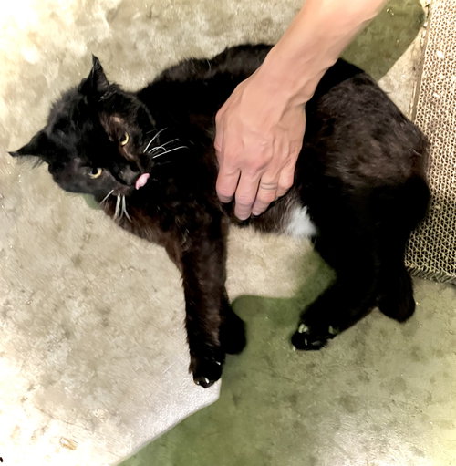 Photo 4 of Wants Pets Please