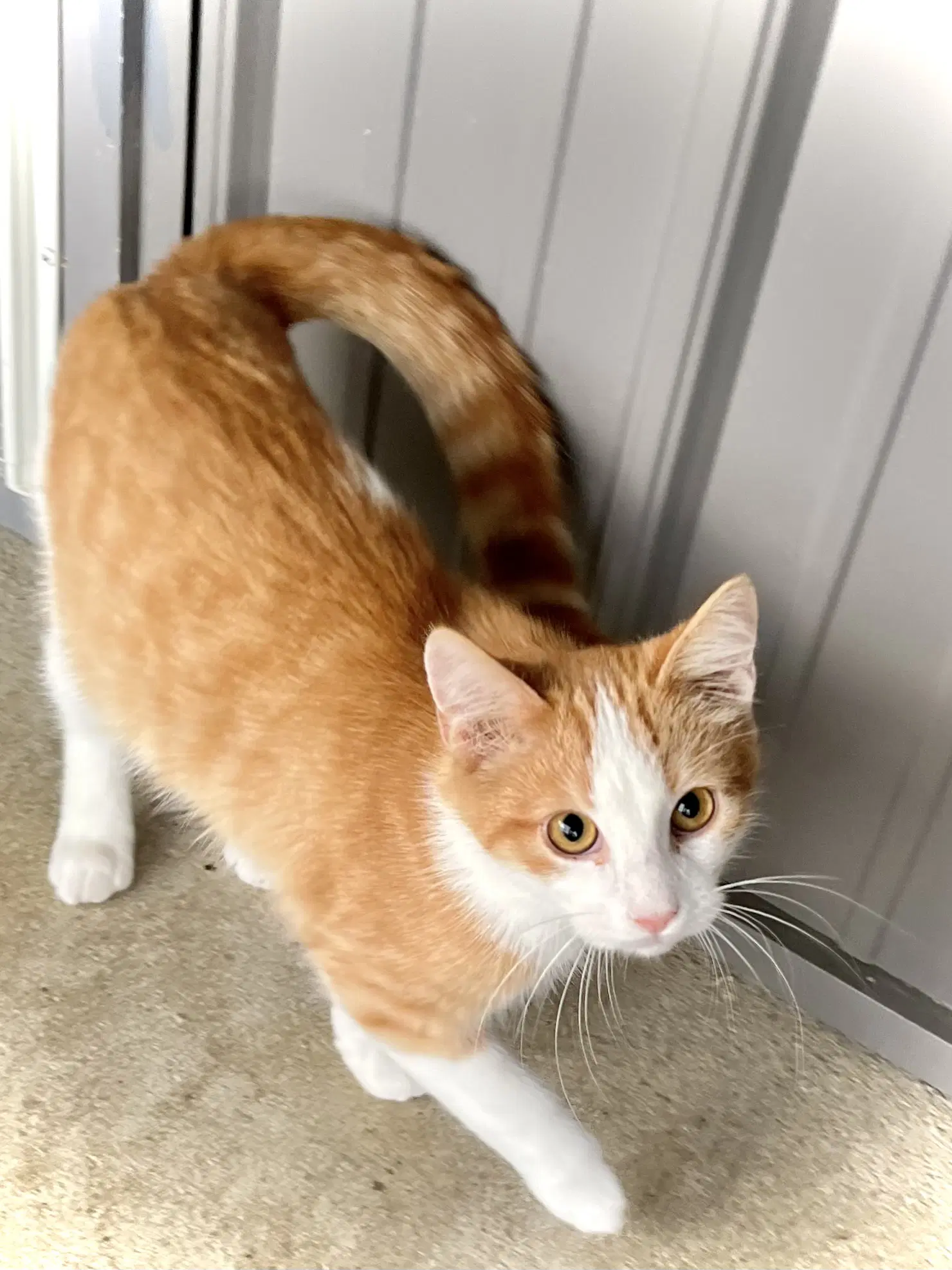 Pretty Sweet - Domestic Short Hair
