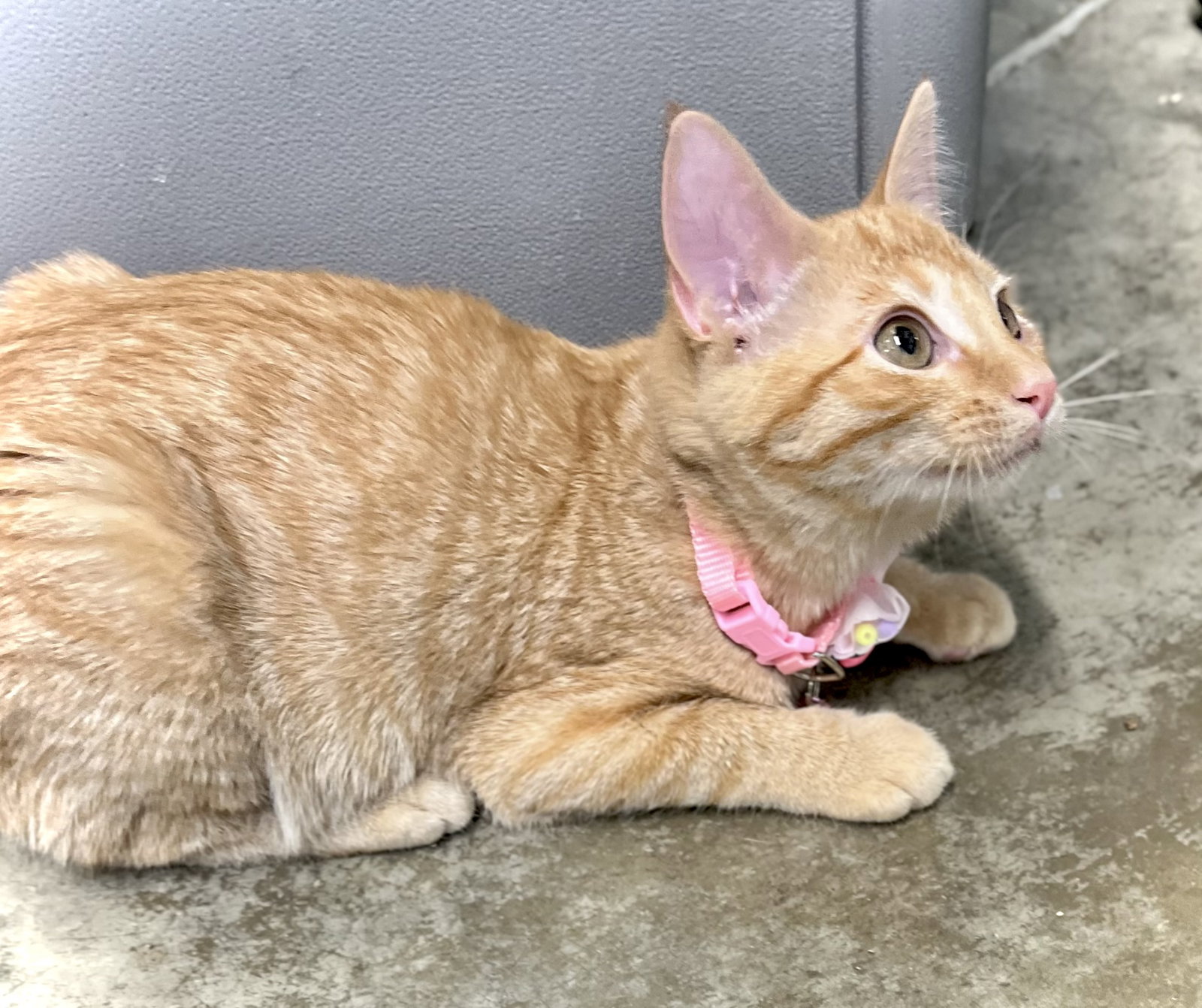 Button, Domestic Short Hair