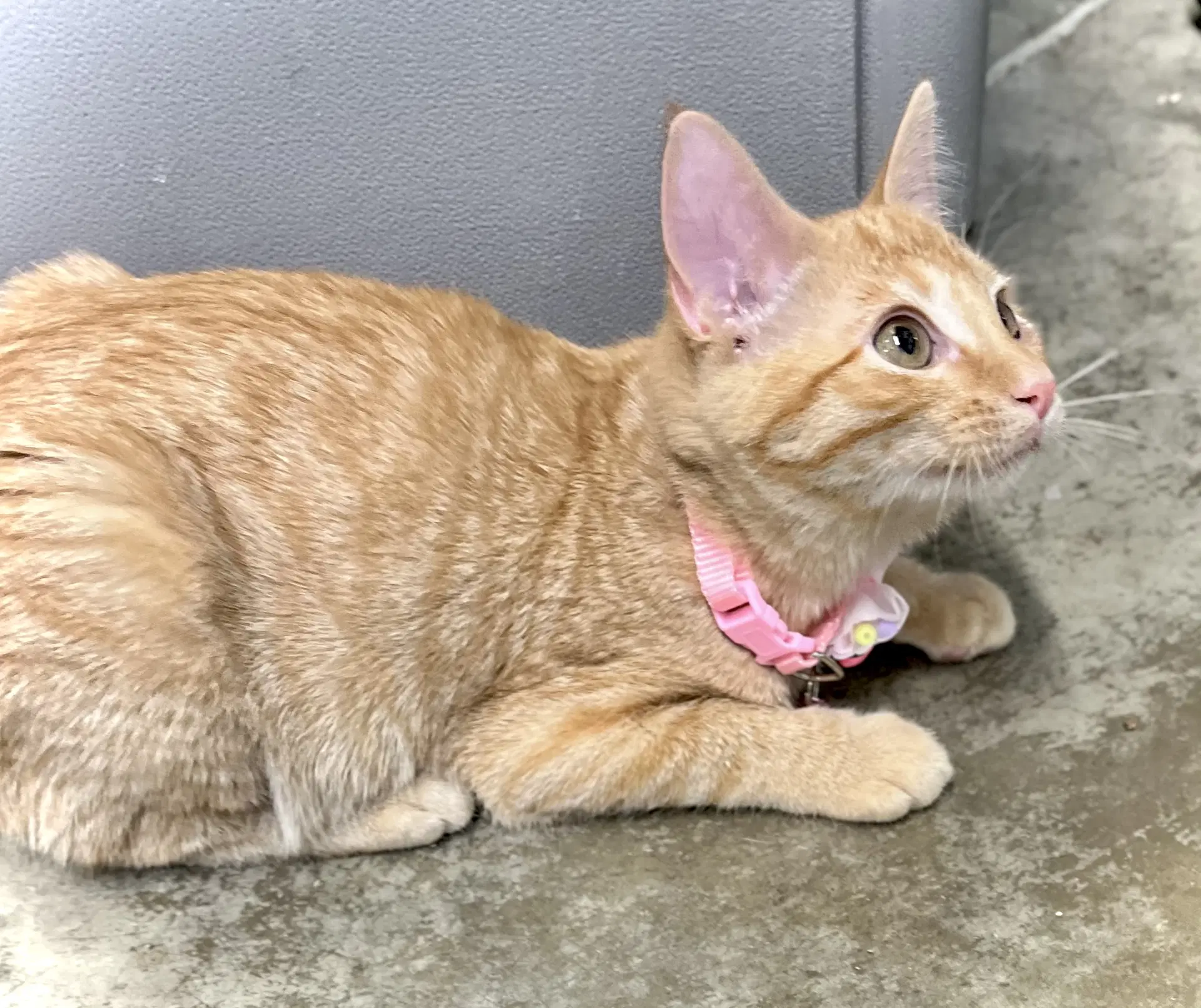 Button - Domestic Short Hair
