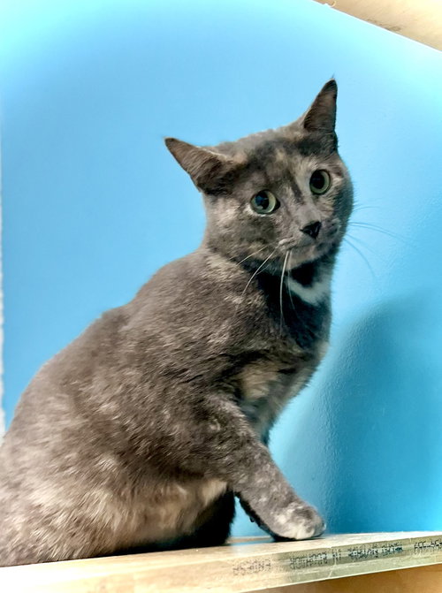 Suede, an adoptable Domestic Short Hair in Estherville, IA