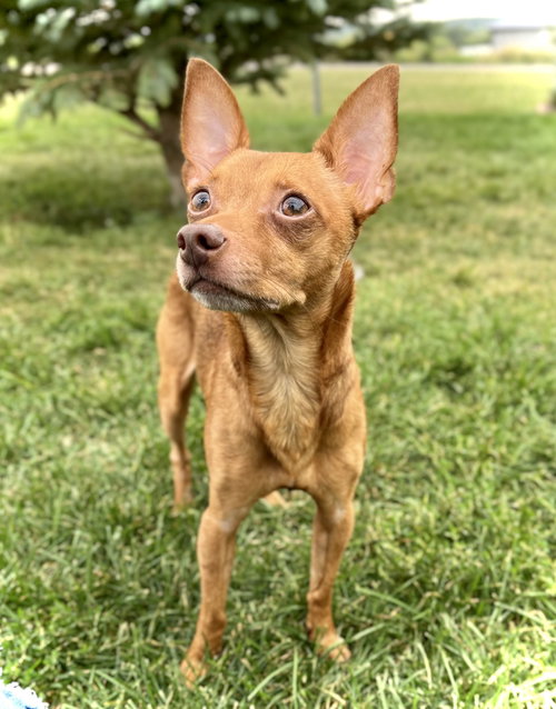 picture of the dog needing adoption
