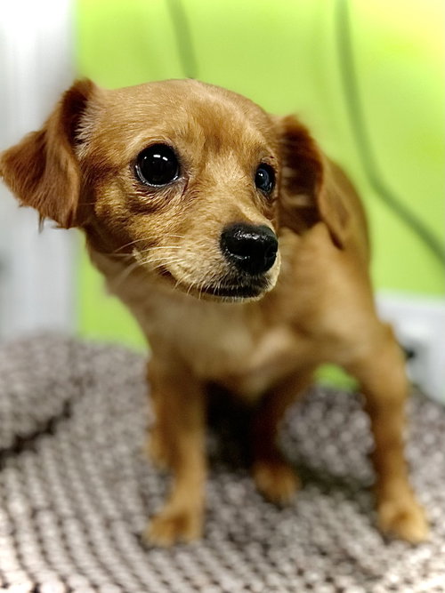 picture of the dog needing adoption