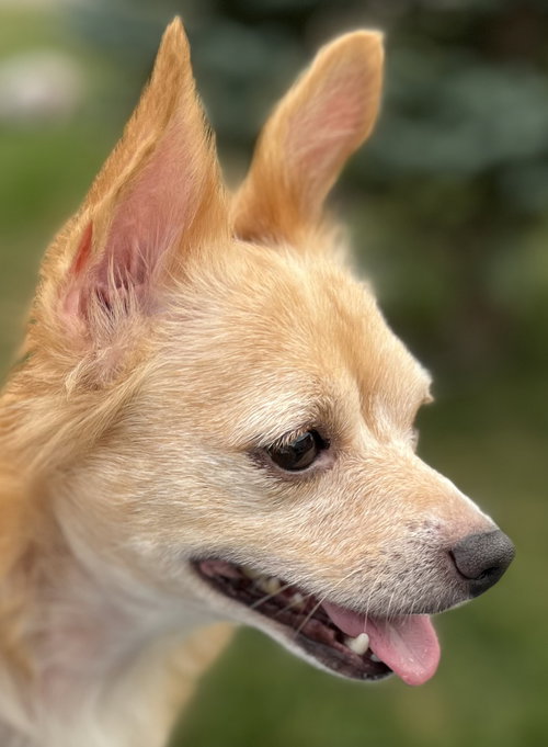 picture of the dog needing adoption