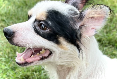 picture of the dog needing adoption