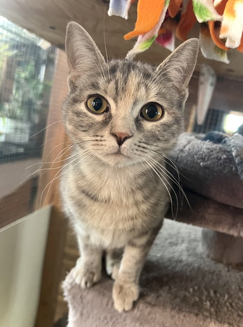 Tracksie, an adoptable Domestic Short Hair in Estherville, IA