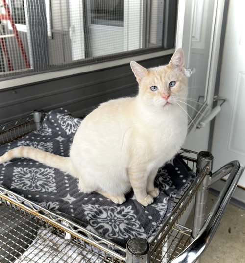 Bart, Adult Domestic Short Hair / Siamese / Mixed (short coat), cat for adoption in Estherville, Iowa