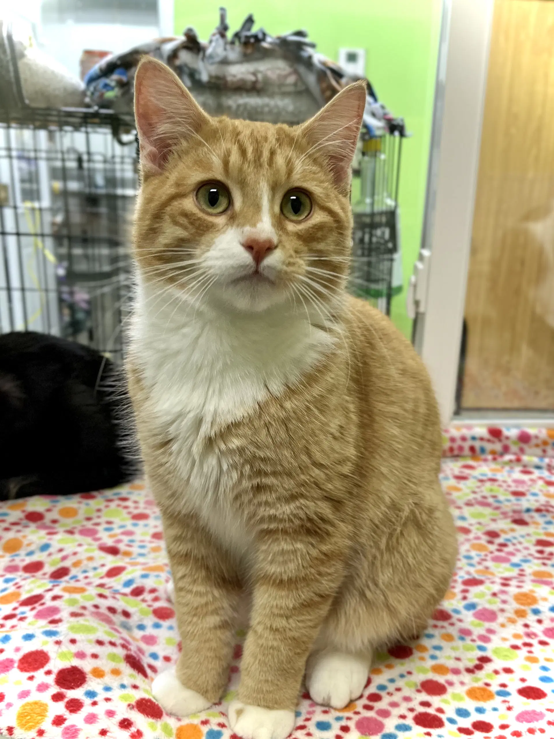Chucky - Domestic Short Hair