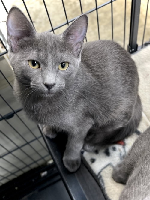 Emery, an adoptable Domestic Short Hair in Estherville, IA