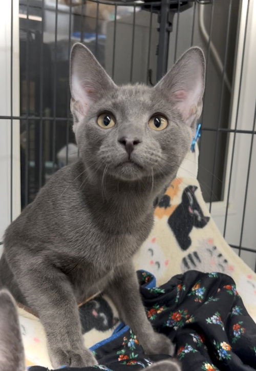 Avery, an adoptable Domestic Short Hair in Estherville, IA