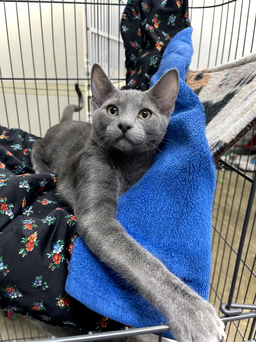 Anthony, an adoptable Domestic Short Hair in Estherville, IA