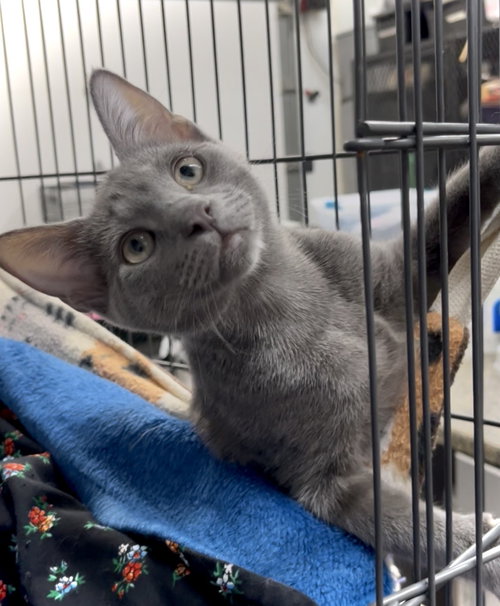 Ellery, an adoptable Domestic Short Hair in Estherville, IA