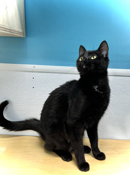 Moon Beam, an adoptable Domestic Short Hair in Estherville, IA