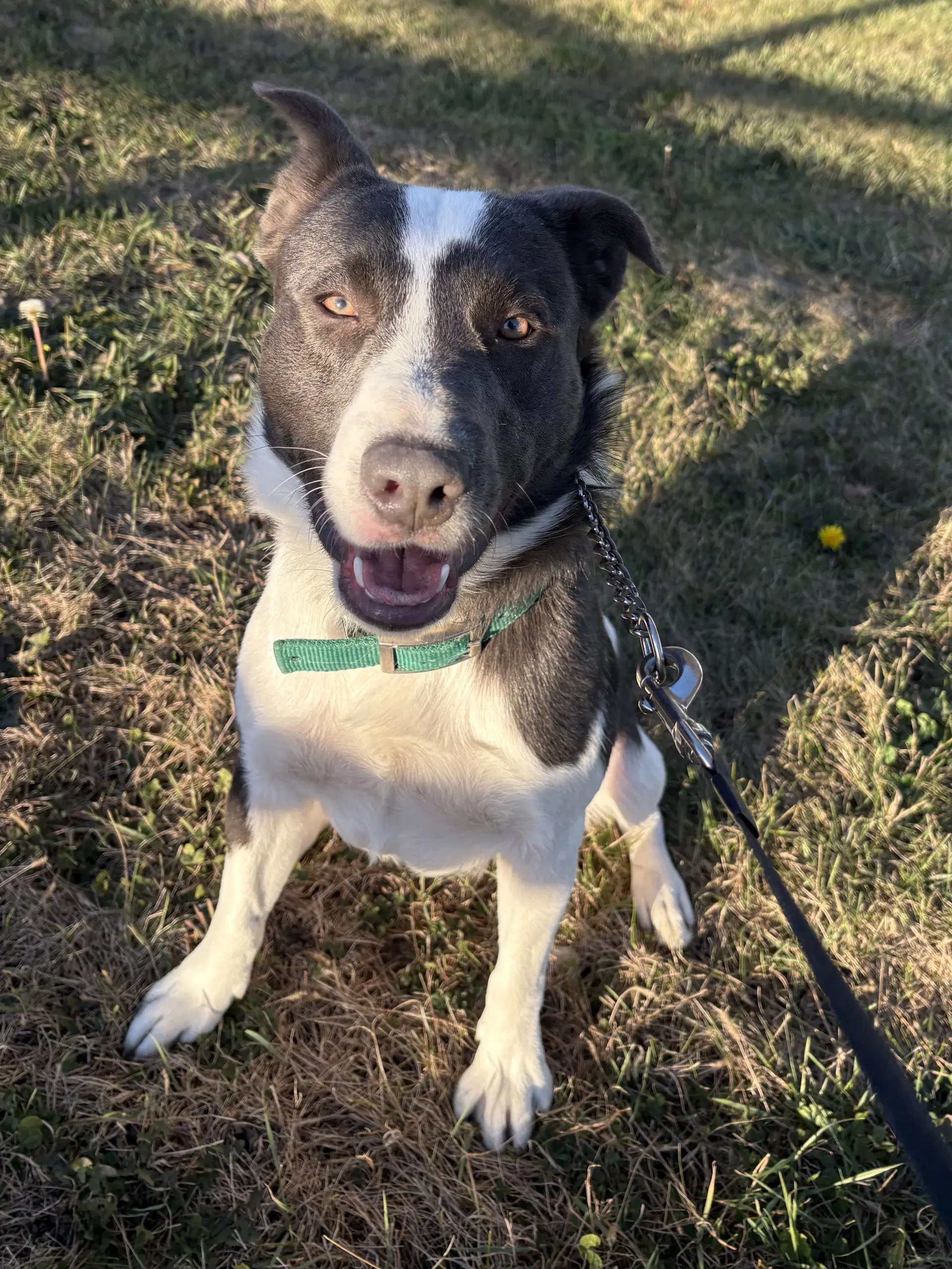 Bandit Blue - American Pit Bull Terrier