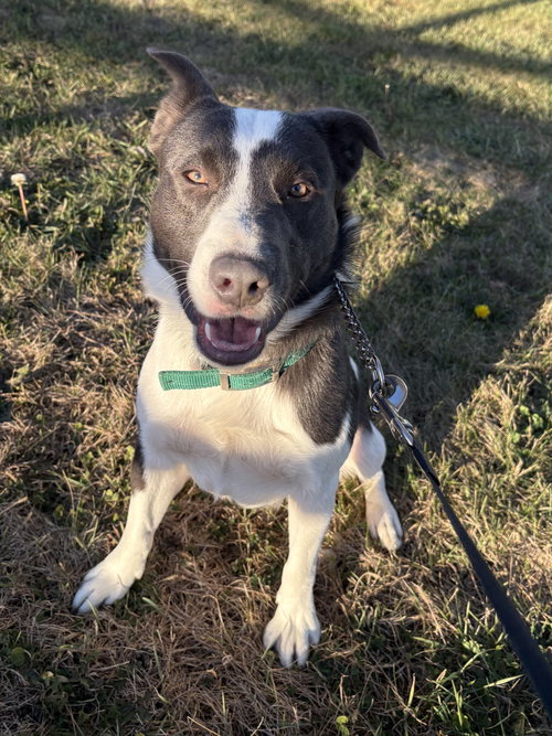picture of the dog needing adoption