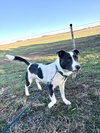 Bandit Blue - Photo 2