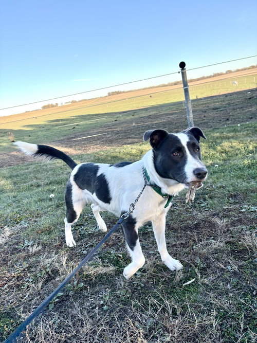 BANDIT BLUE - American Pit Bull Terrier available for adoption