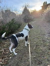 Bandit Blue - Photo 3