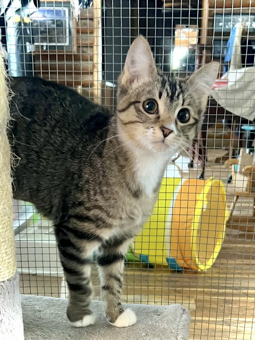 picture of the cat needing adoption