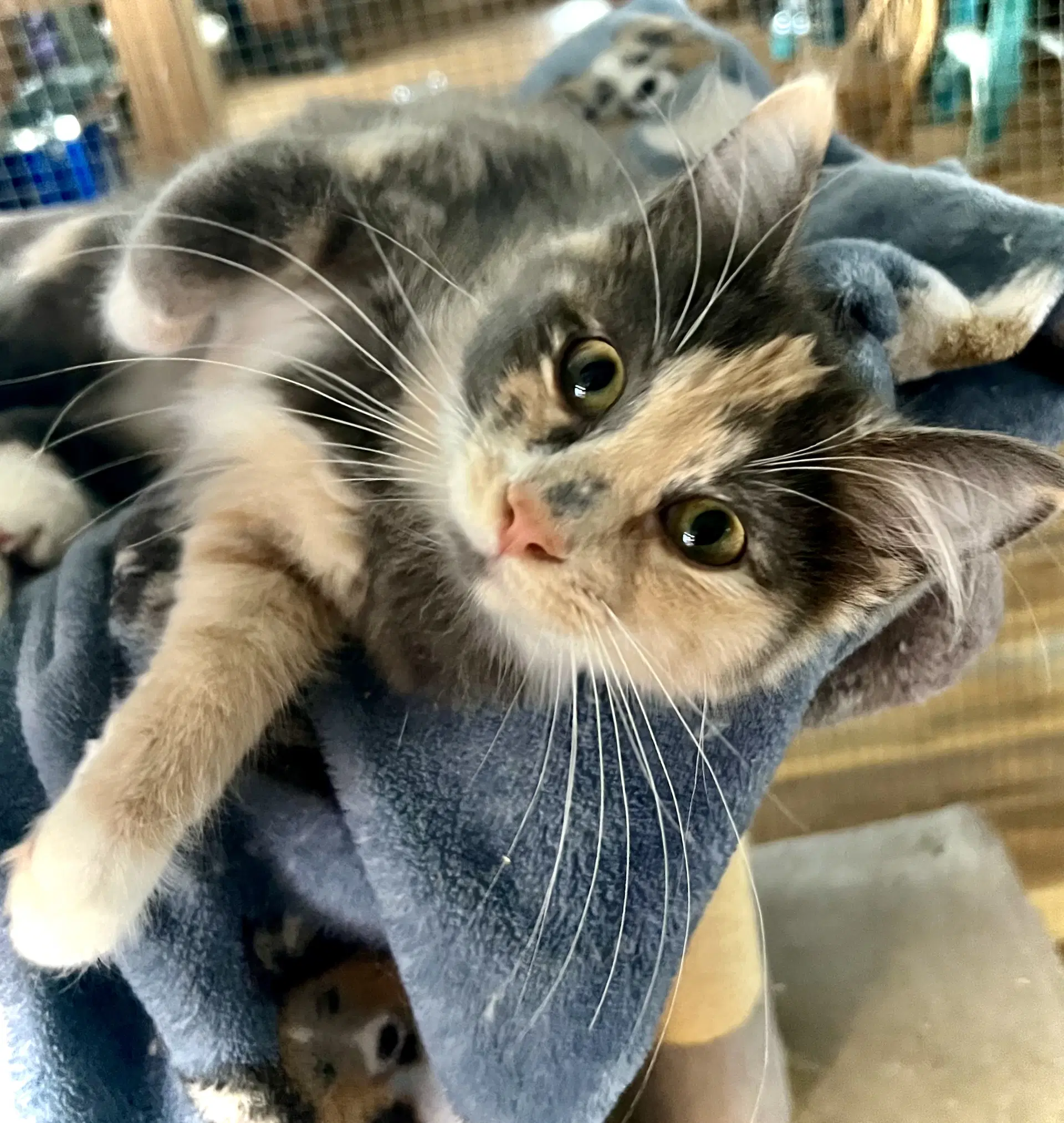 Lillian - Domestic Medium Hair