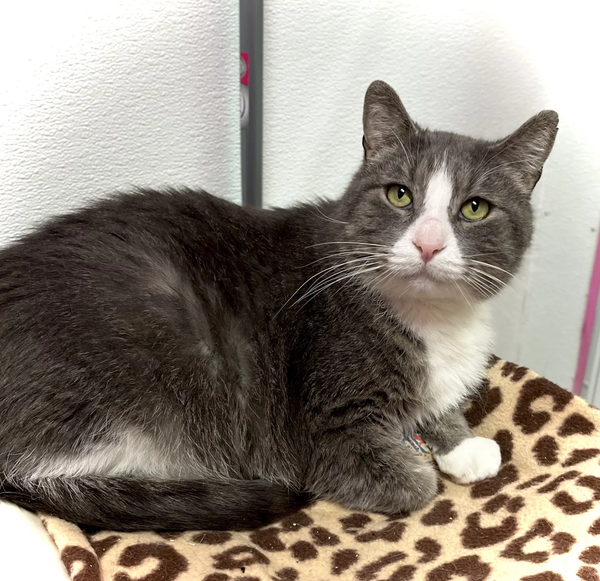 Jack - Domestic Short Hair