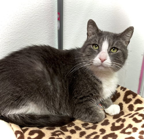 Jack, Adult Domestic Short Hair (short coat), cat for adoption in Estherville, Iowa