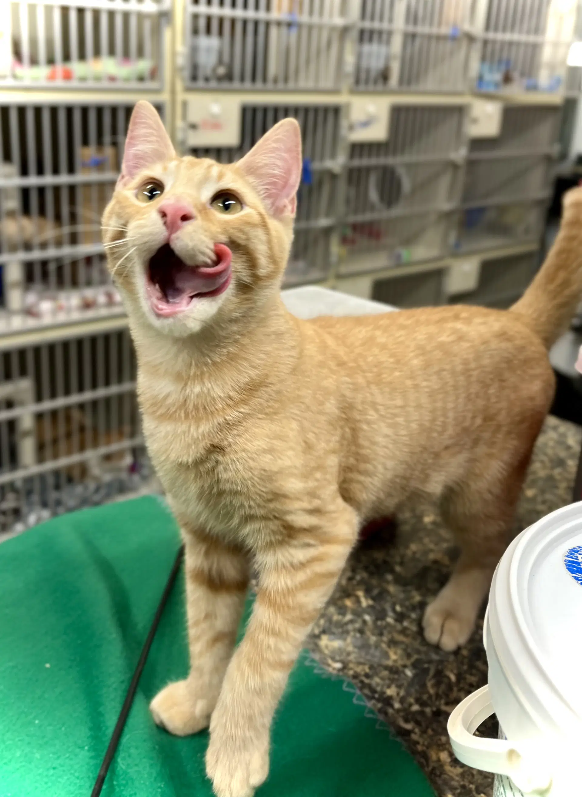 Buford - Domestic Short Hair