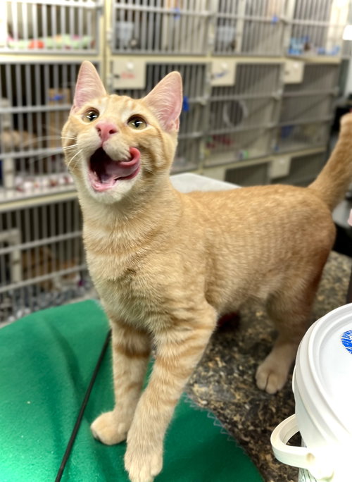 Buford, an adoptable Domestic Short Hair in Estherville, IA