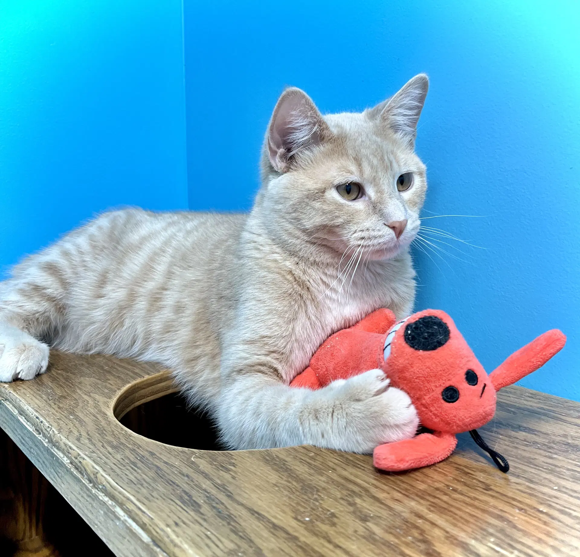 Luke - Domestic Short Hair