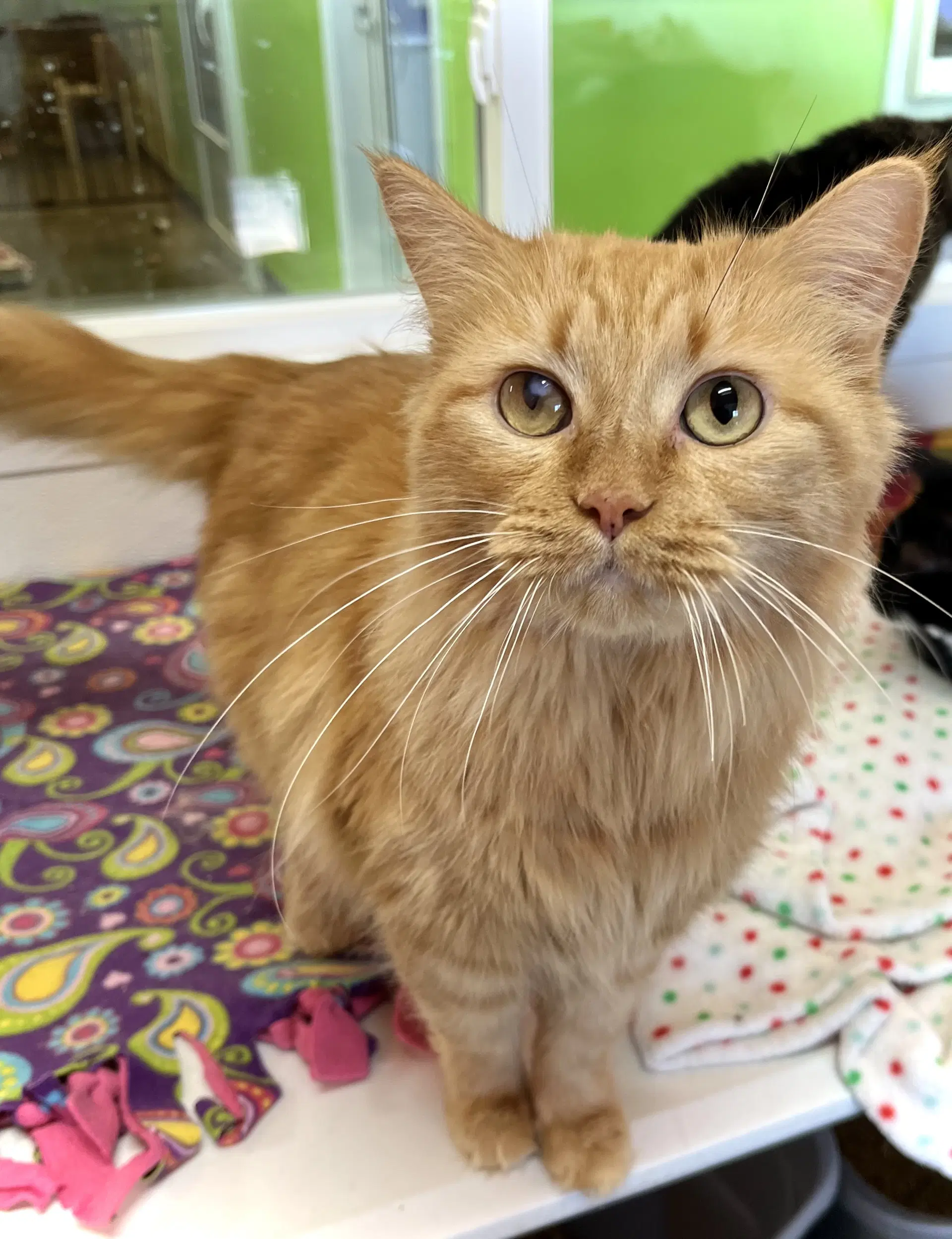 Jane Coldren - Domestic Medium Hair
