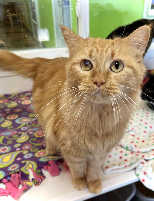 Jane Coldren, an adoptable Domestic Medium Hair in Estherville, IA