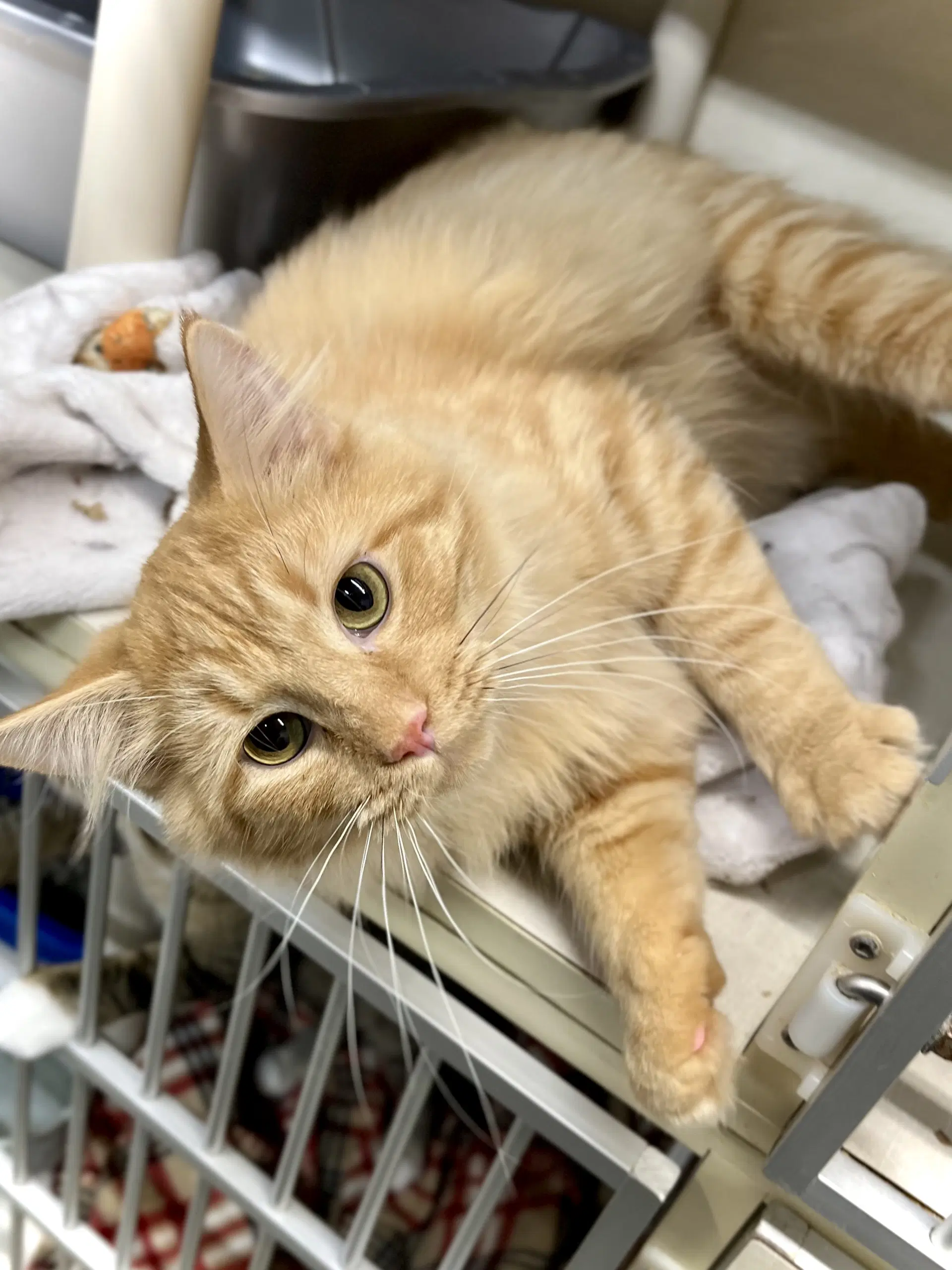 Parsnip - Domestic Medium Hair