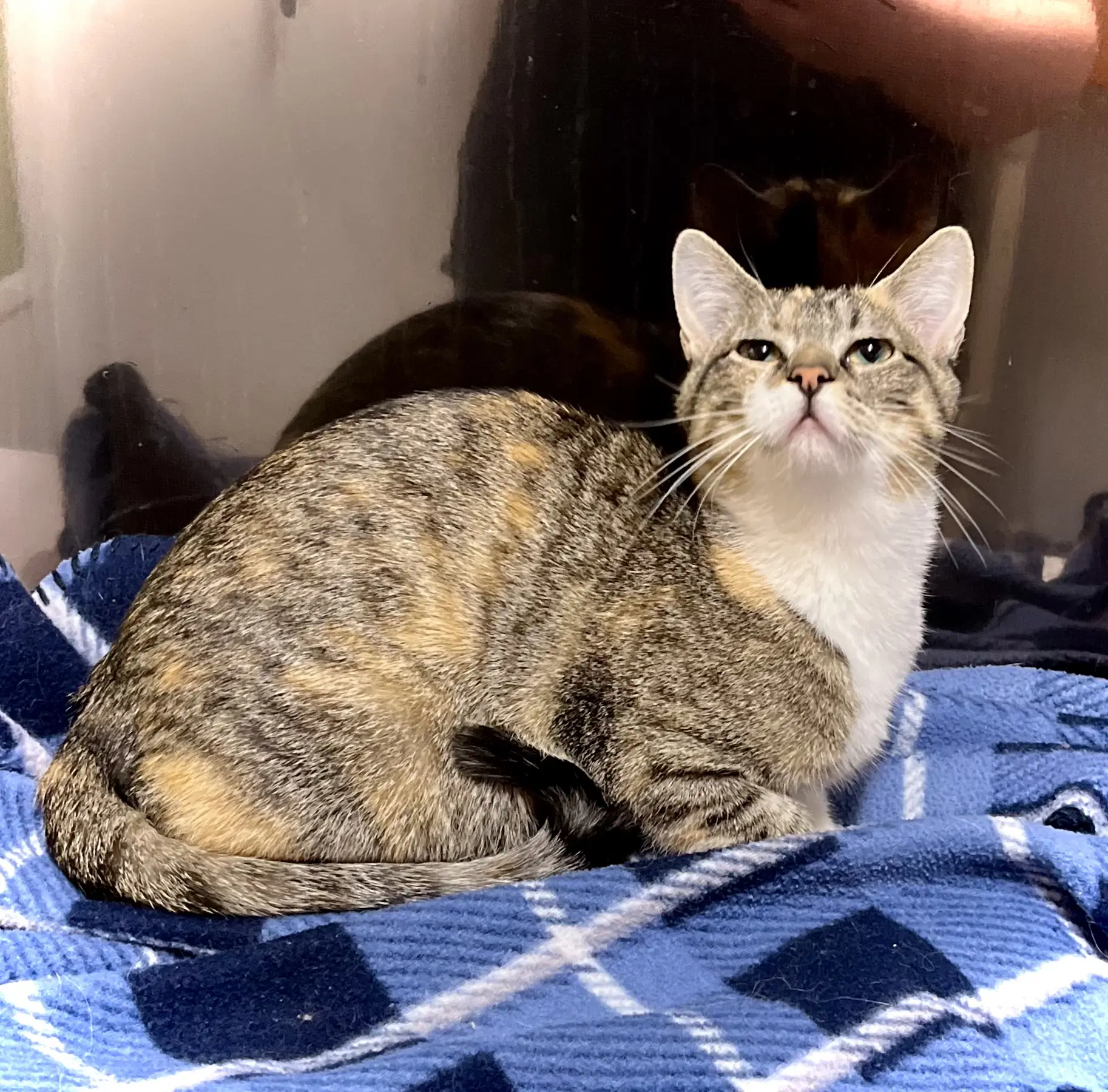 Turnip - Domestic Short Hair