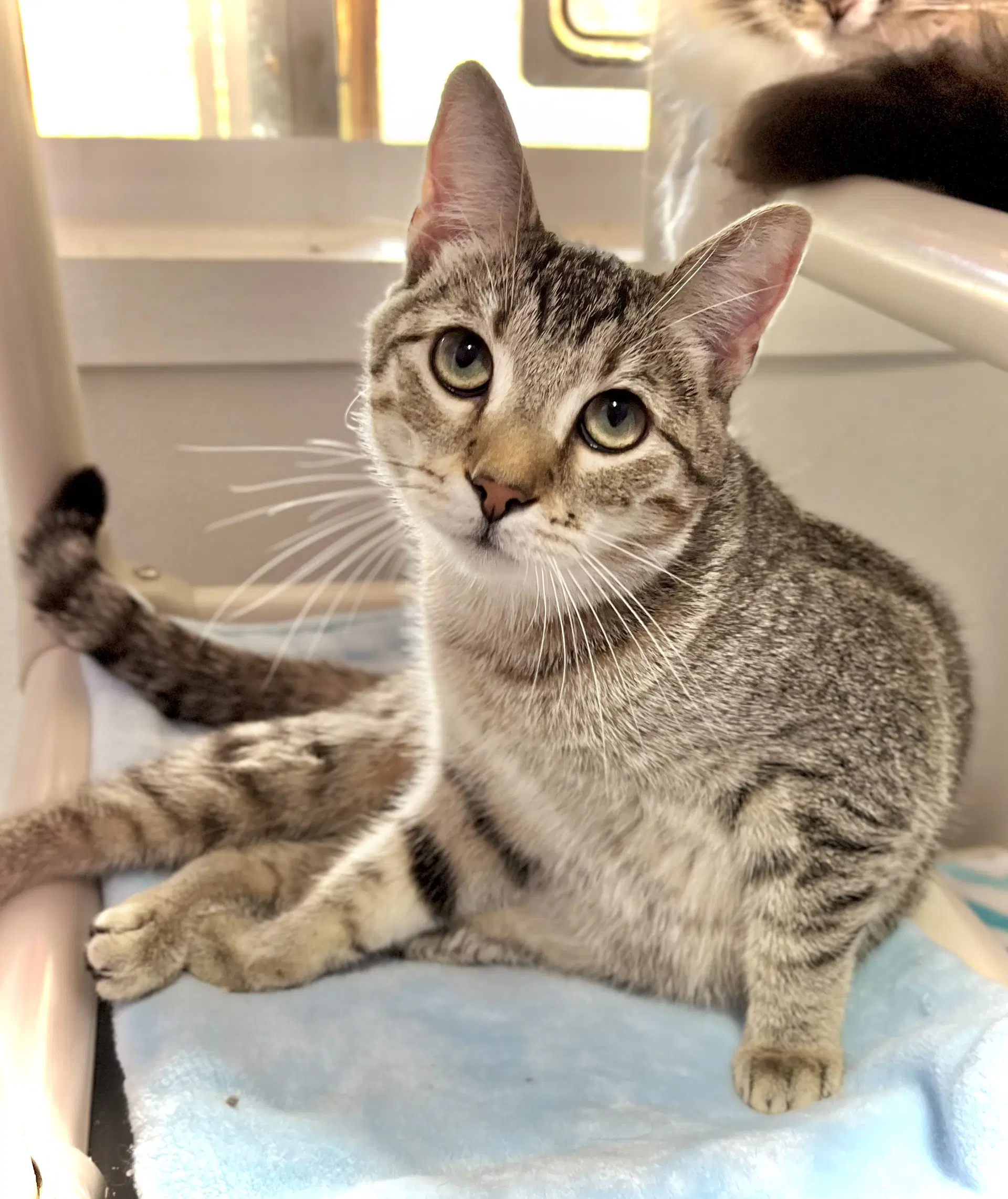 Nog - Domestic Short Hair