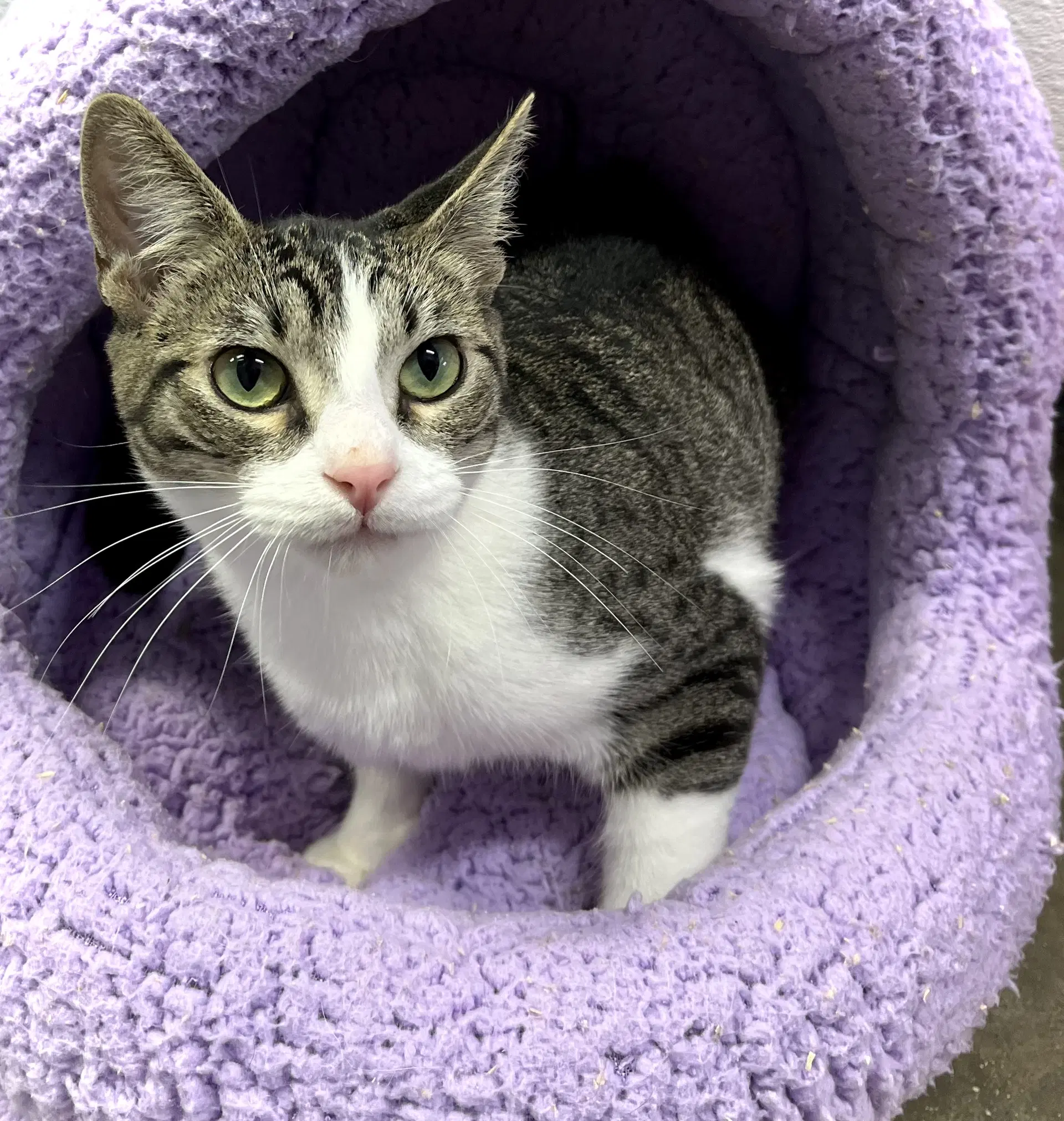 Egg - Domestic Short Hair