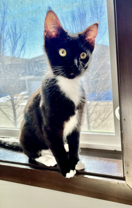 picture of the cat needing adoption