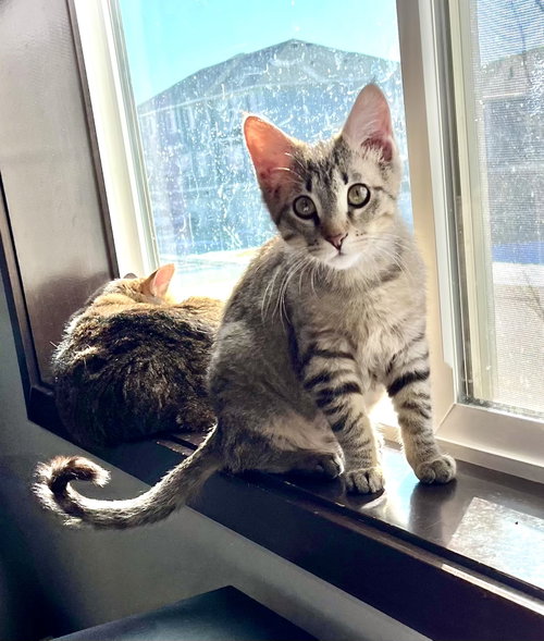 picture of the cat needing adoption