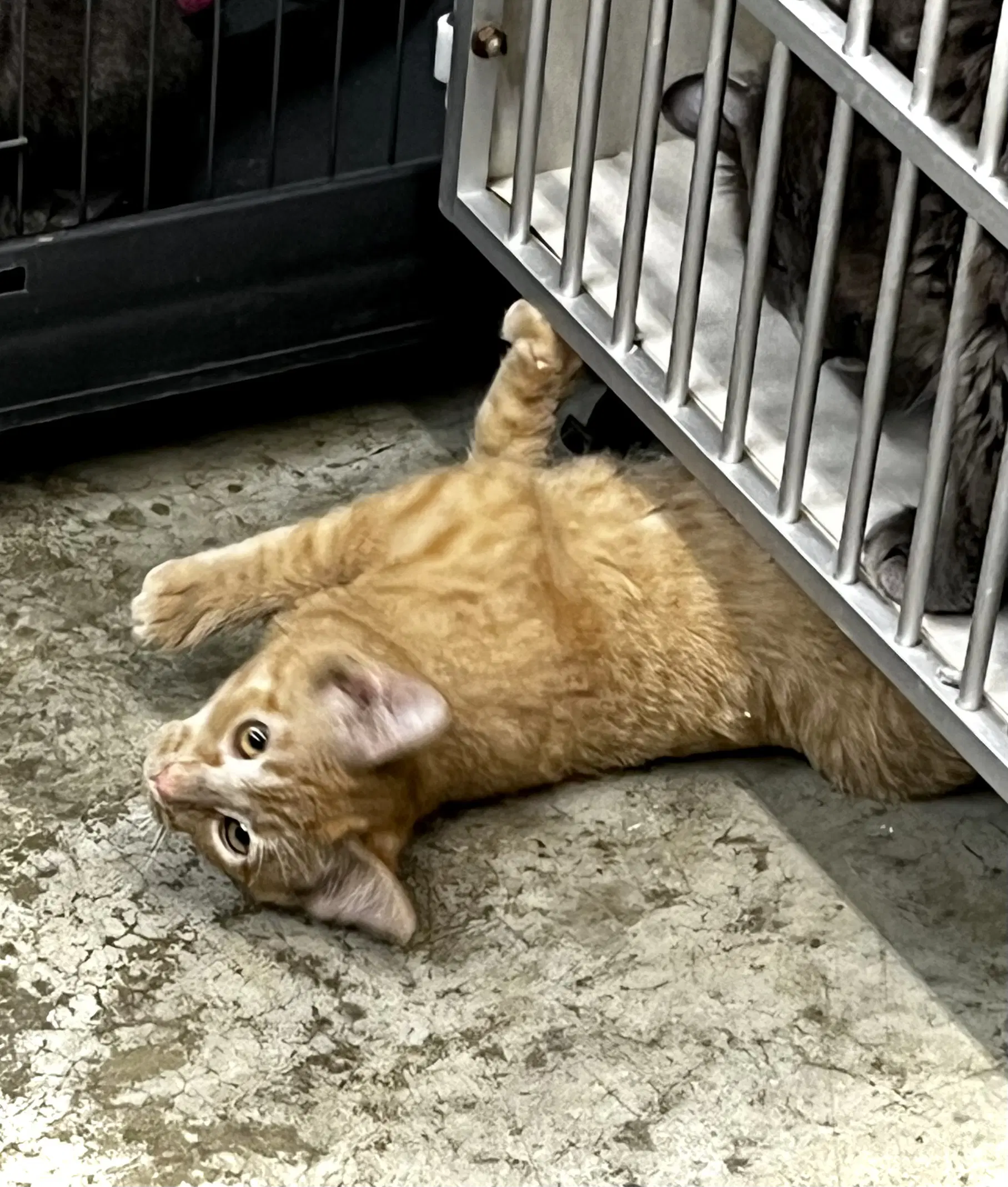 Kitty Purry image 3