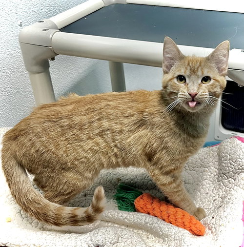 Kitty Purry, an adoptable Domestic Short Hair in Estherville, IA
