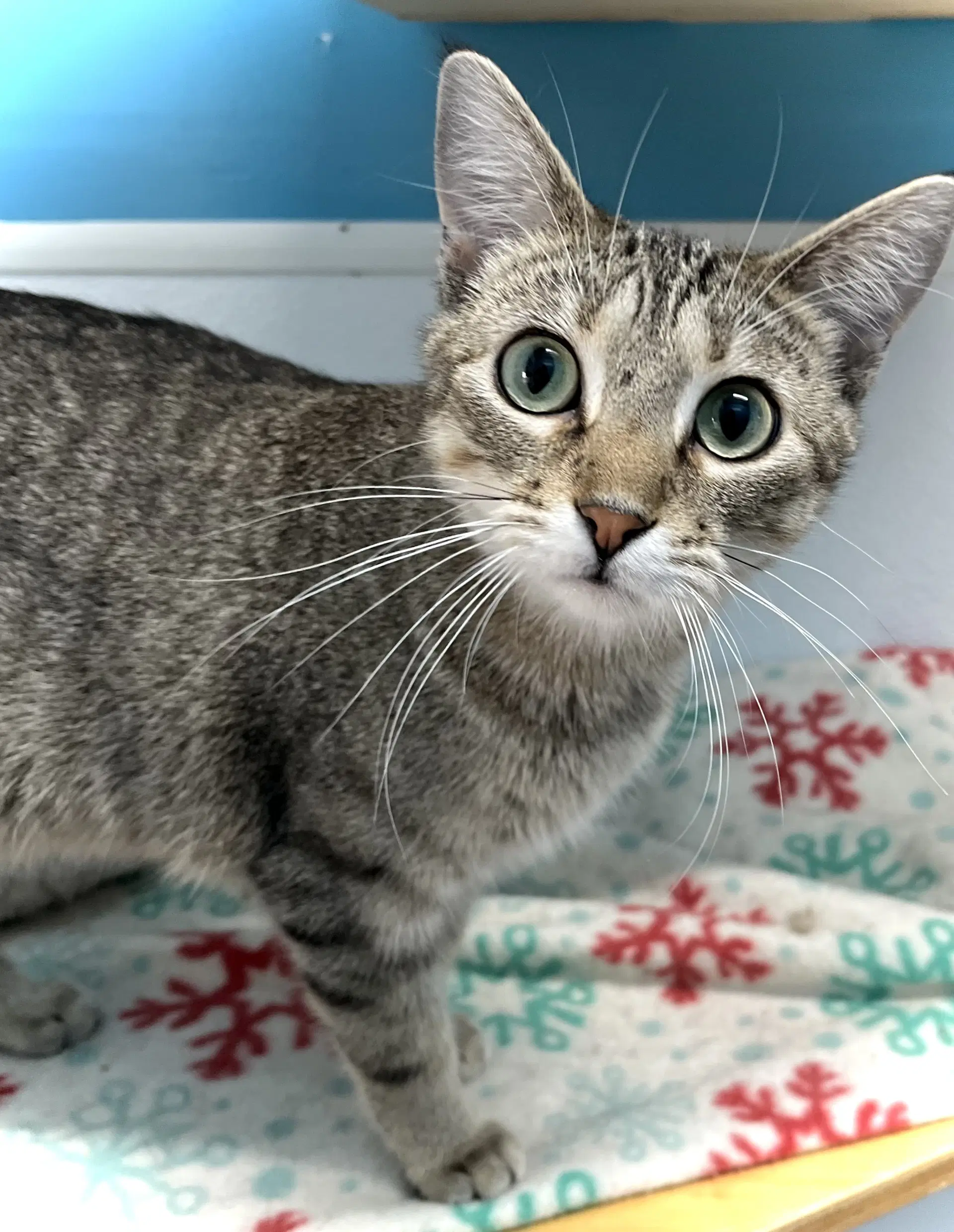 Sun Beam - Domestic Short Hair