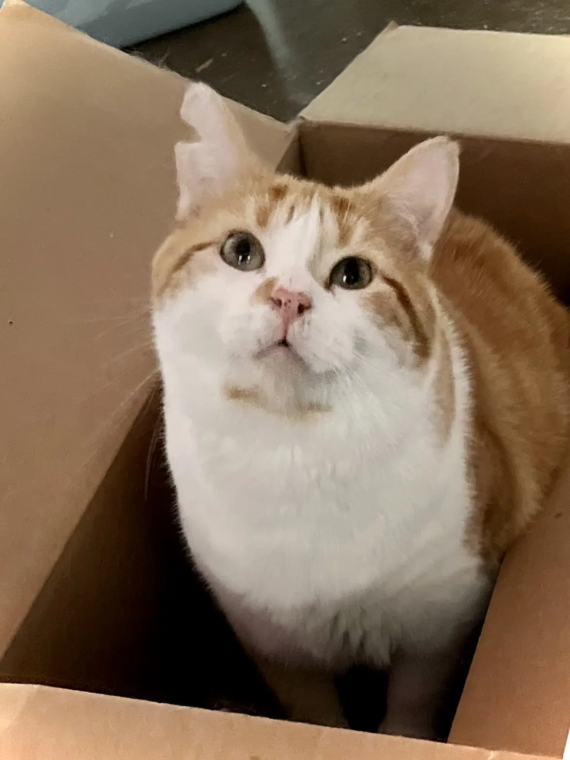 Thadeous - Domestic Short Hair