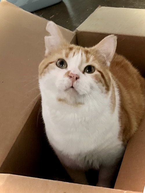 Thadeous, Young Domestic Short Hair (short coat), cat for adoption in Estherville, Iowa