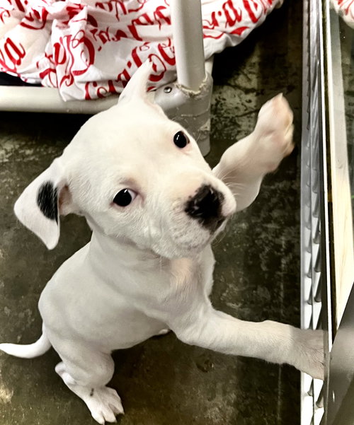 picture of the dog needing adoption