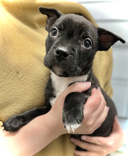 picture of the dog needing adoption