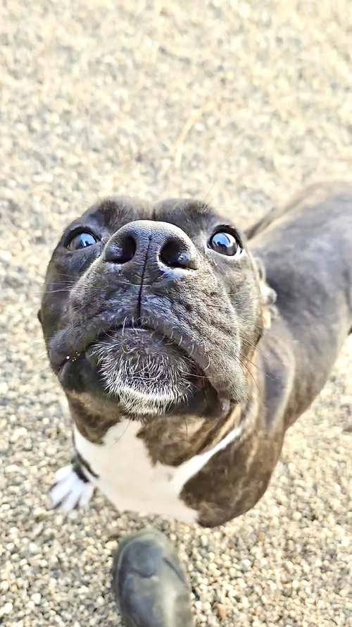 picture of the dog needing adoption