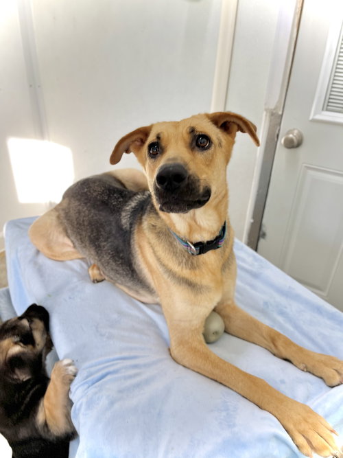 Bruna, an adoptable Shepherd in Estherville, IA